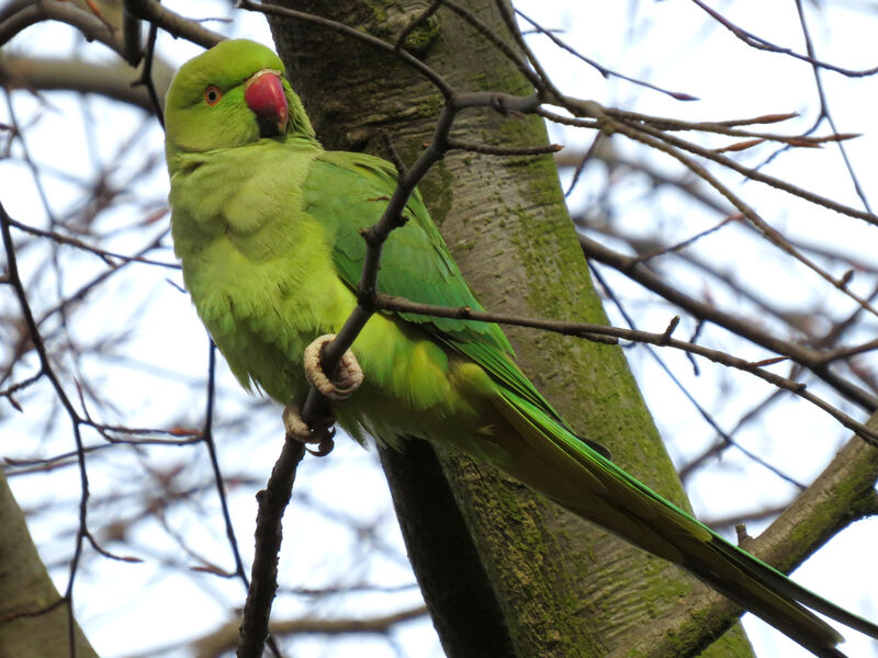 Rose-ringed Parakeet