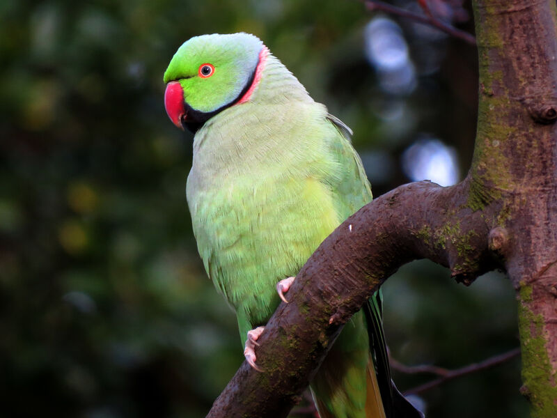 Rose-ringed Parakeet