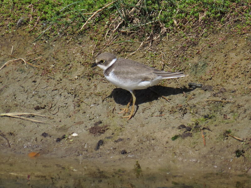 Little Ringed Ploverjuvenile