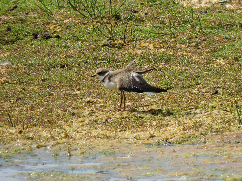 Little Ringed Ploverjuvenile