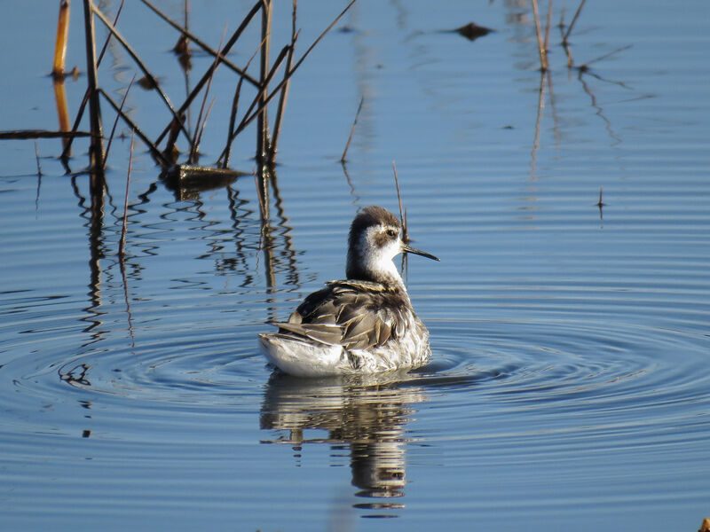 Red-necked Phalarope