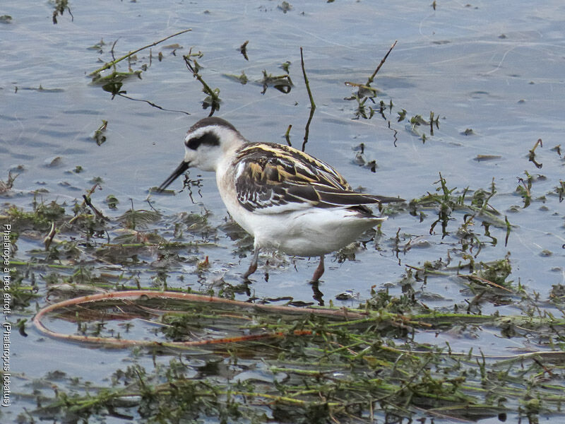 Phalarope à bec étroit
