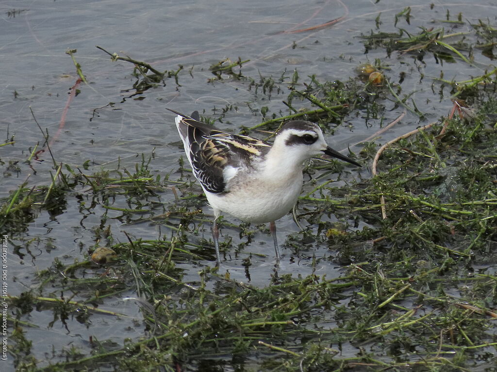 Phalarope à bec étroit