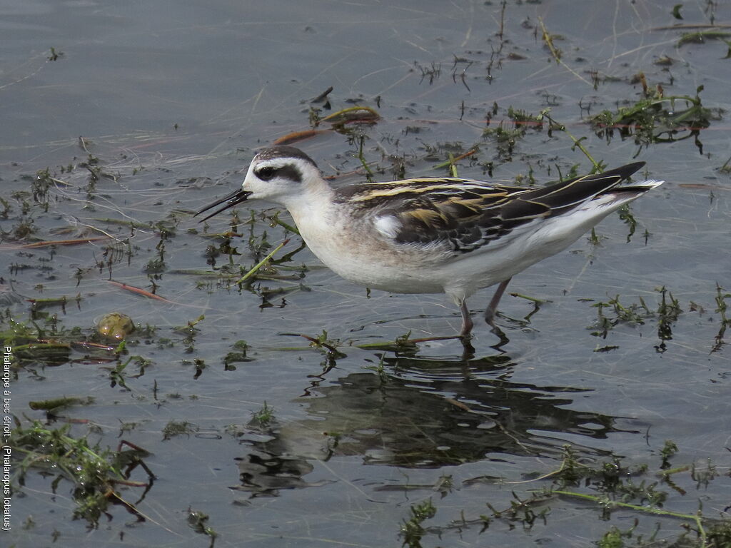 Phalarope à bec étroit
