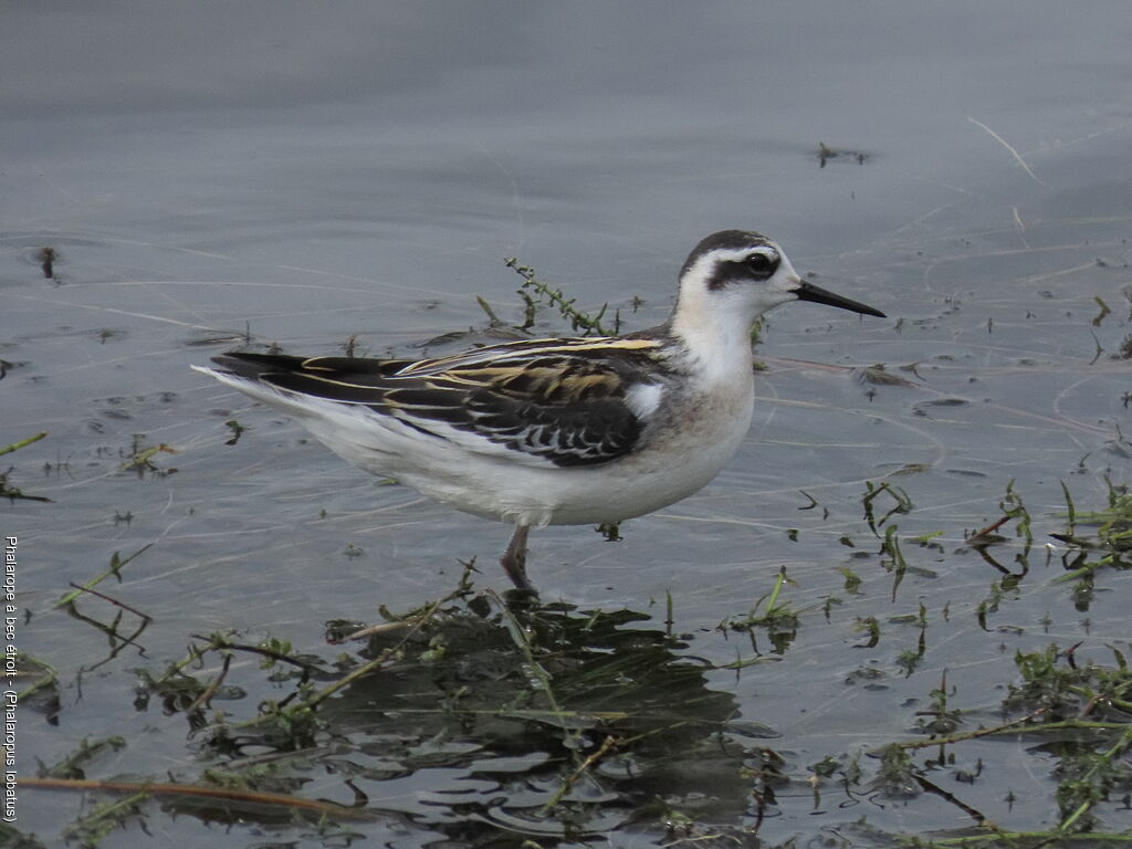 Phalarope à bec étroit