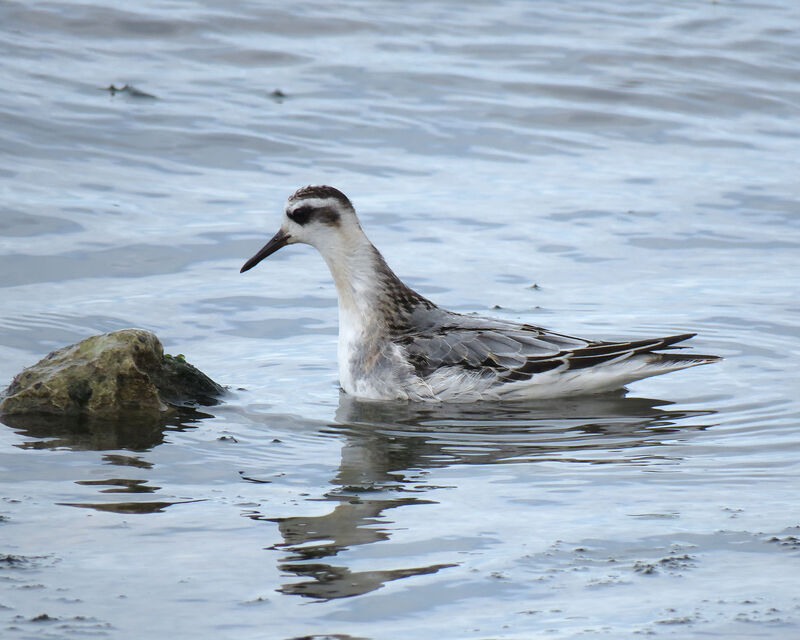 Phalarope à bec large