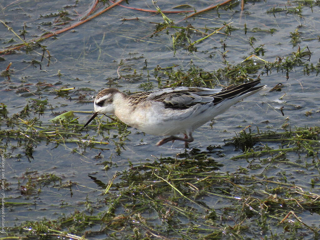 Phalarope à bec large