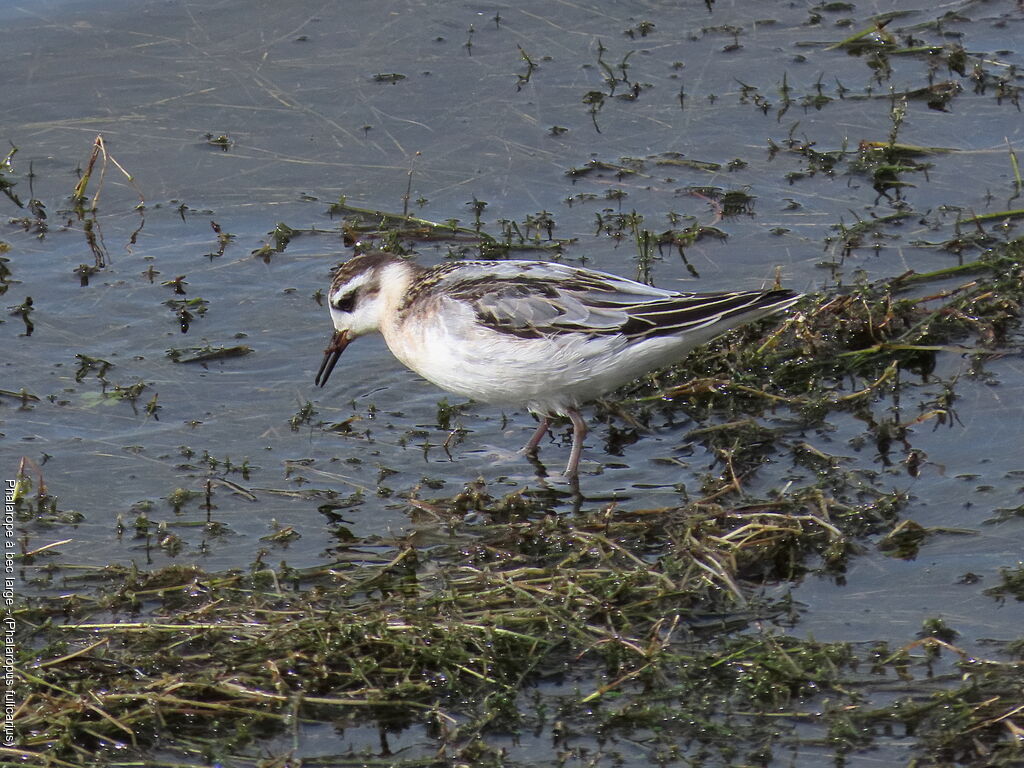 Phalarope à bec large