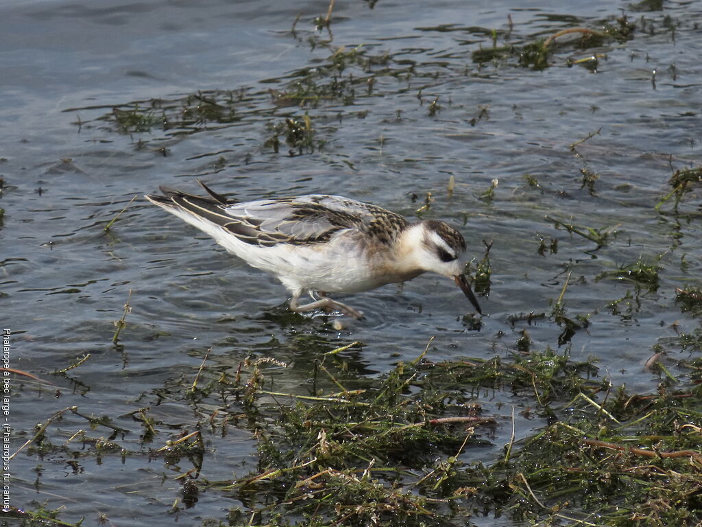 Phalarope à bec large