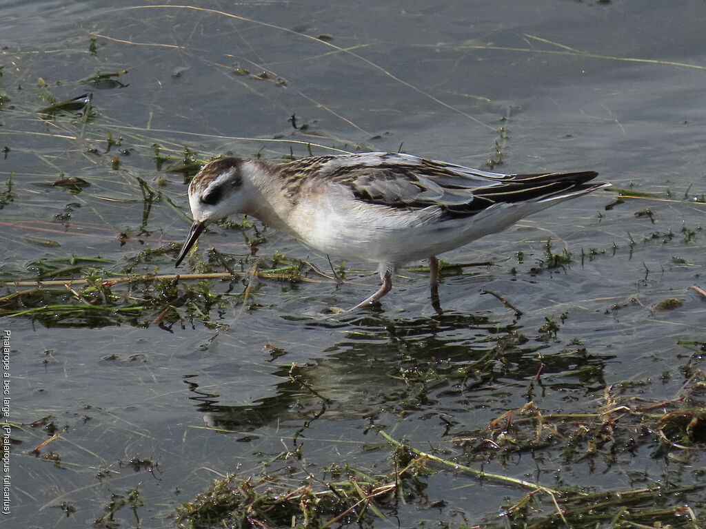 Phalarope à bec large
