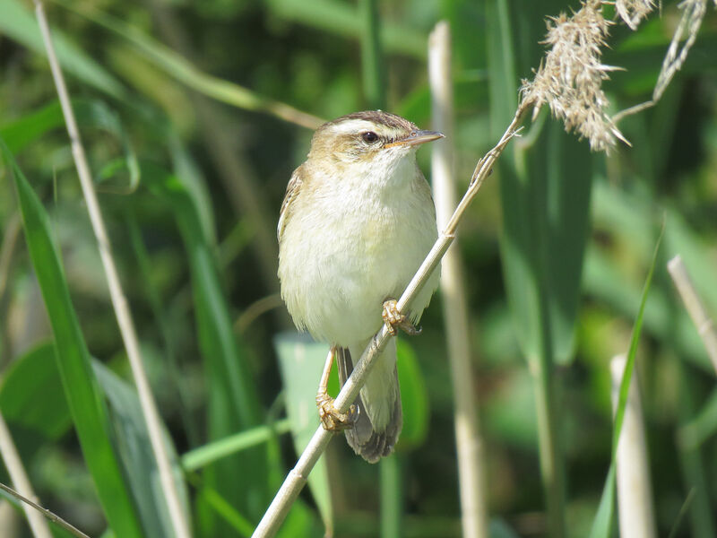 Phragmite des joncs