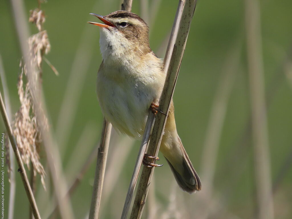 Sedge Warbler