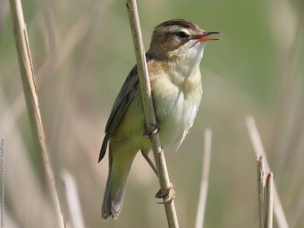 Sedge Warbler