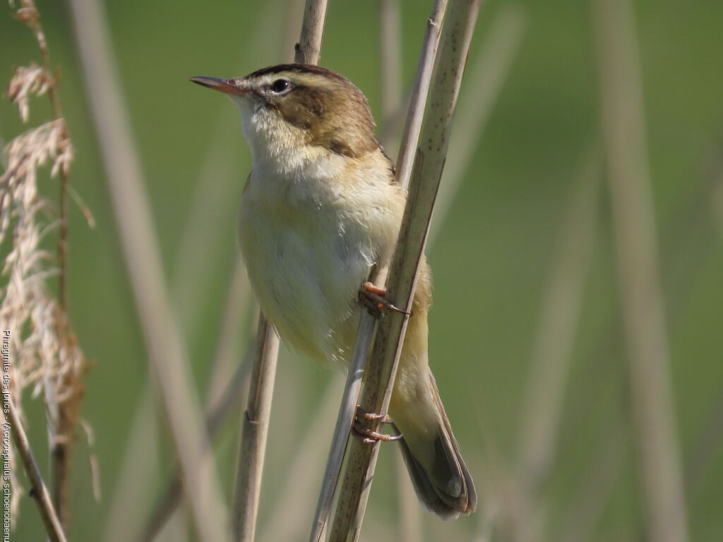 Phragmite des joncs