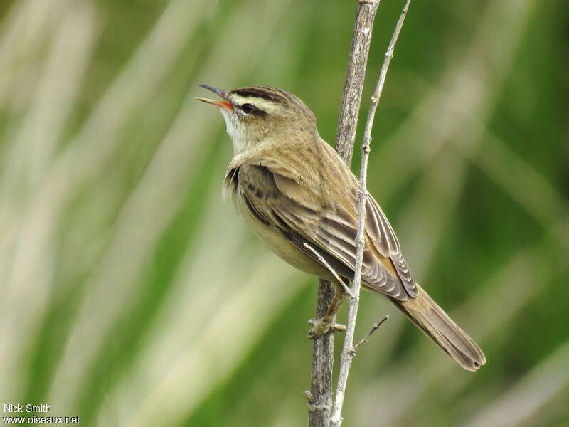 Phragmite des joncsadulte, identification