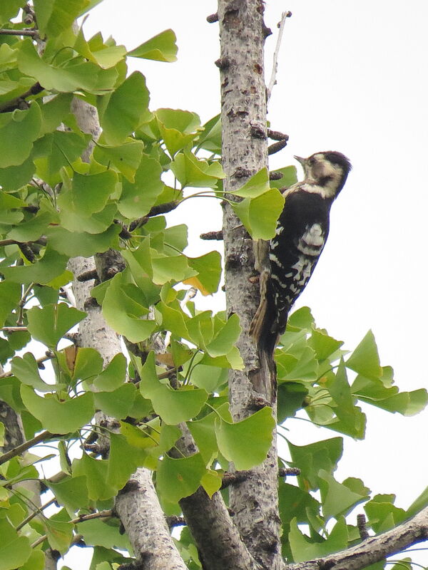 Grey-capped Pygmy Woodpecker