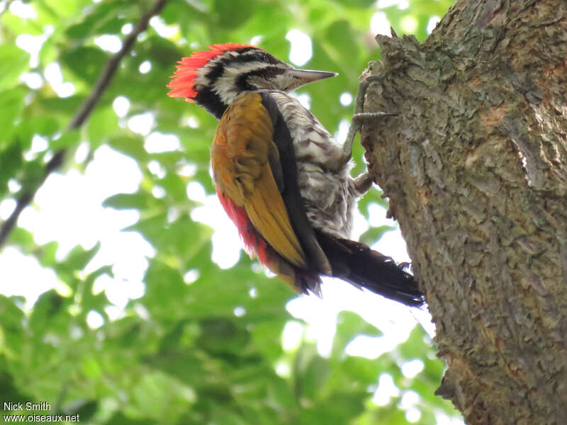 Common Flameback male adult, Behaviour