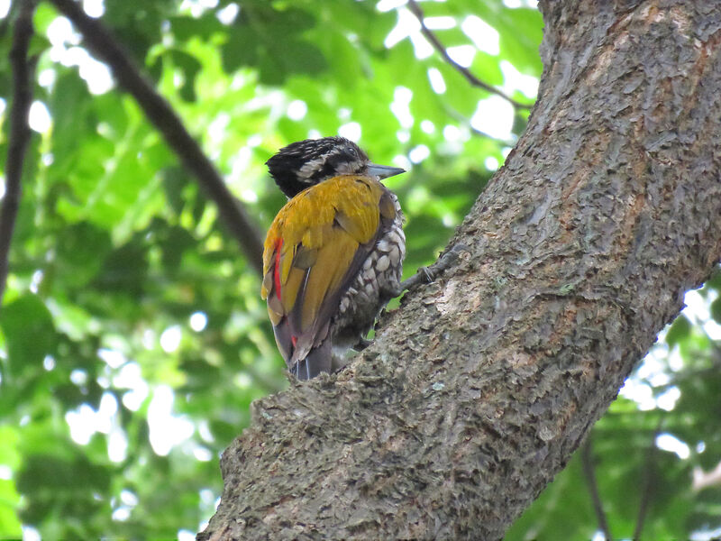 Common Flameback female