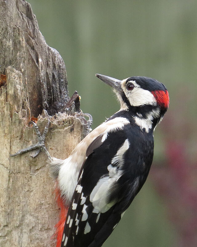 Great Spotted Woodpecker male