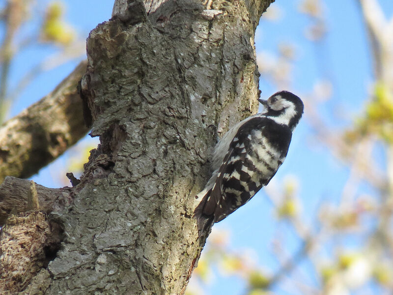 Lesser Spotted Woodpecker female