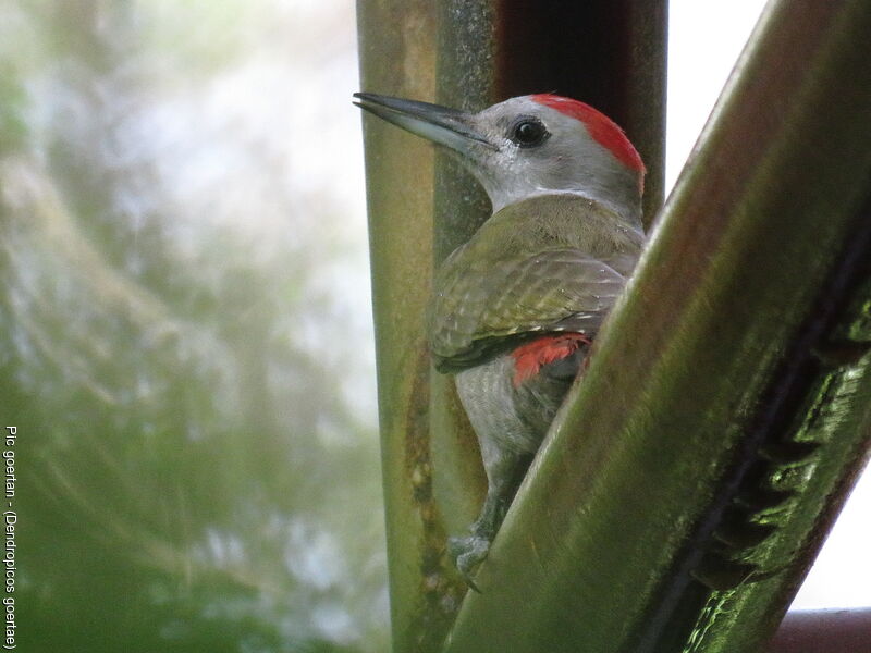 African Grey Woodpecker