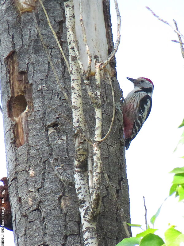 Middle Spotted Woodpecker