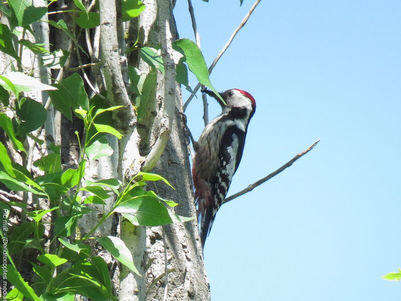 Middle Spotted Woodpecker