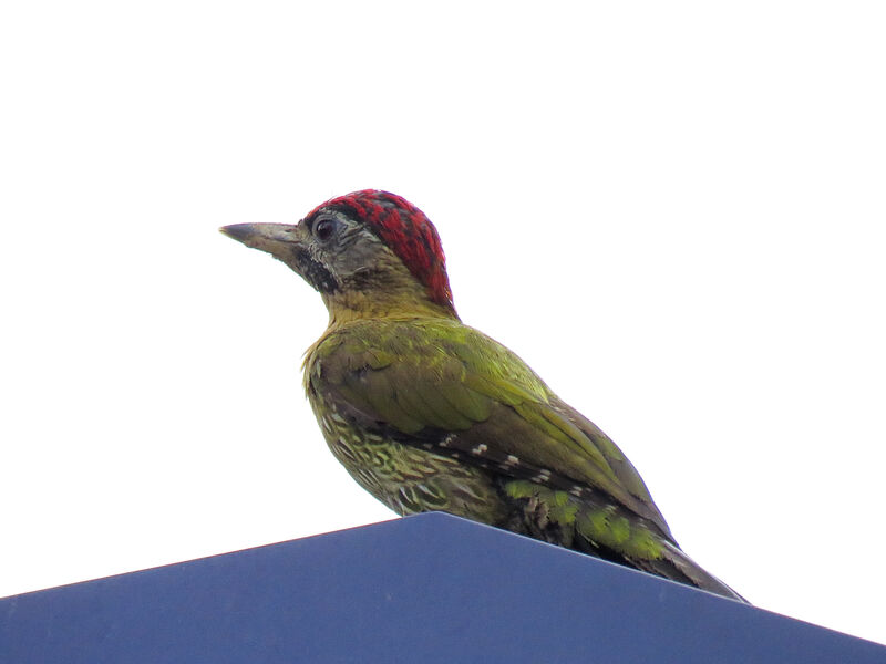 Laced Woodpecker