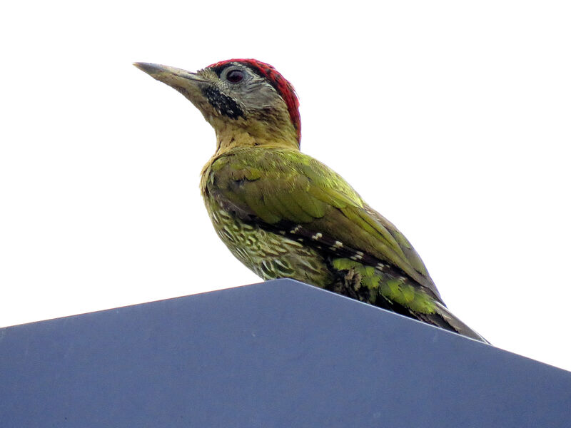 Laced Woodpecker