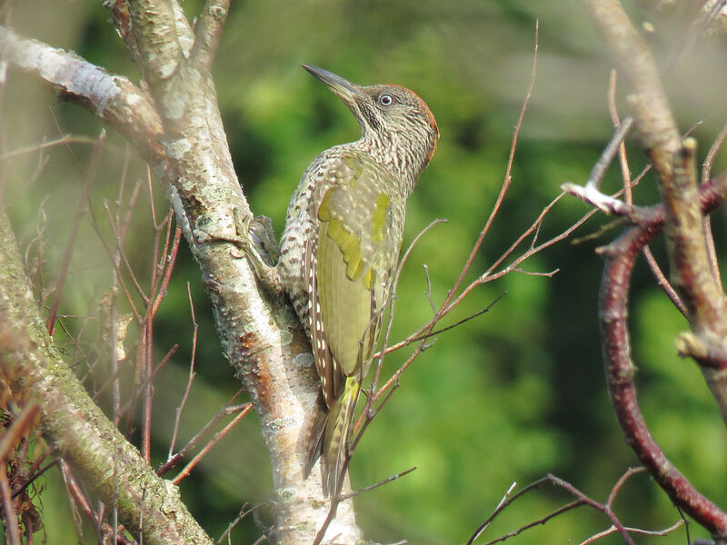 European Green Woodpeckerjuvenile