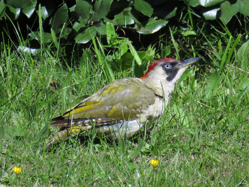 European Green Woodpecker