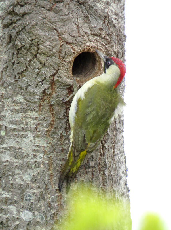 European Green Woodpecker