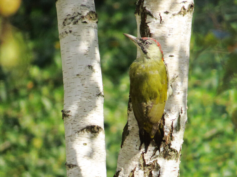 European Green Woodpecker