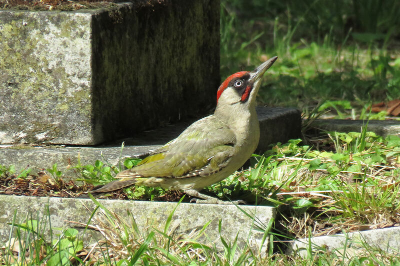 European Green Woodpecker male