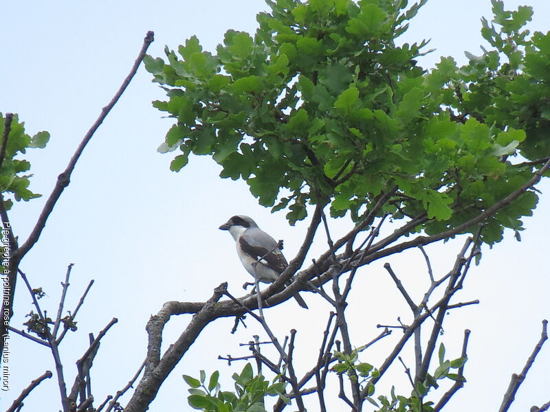 Lesser Grey Shrike