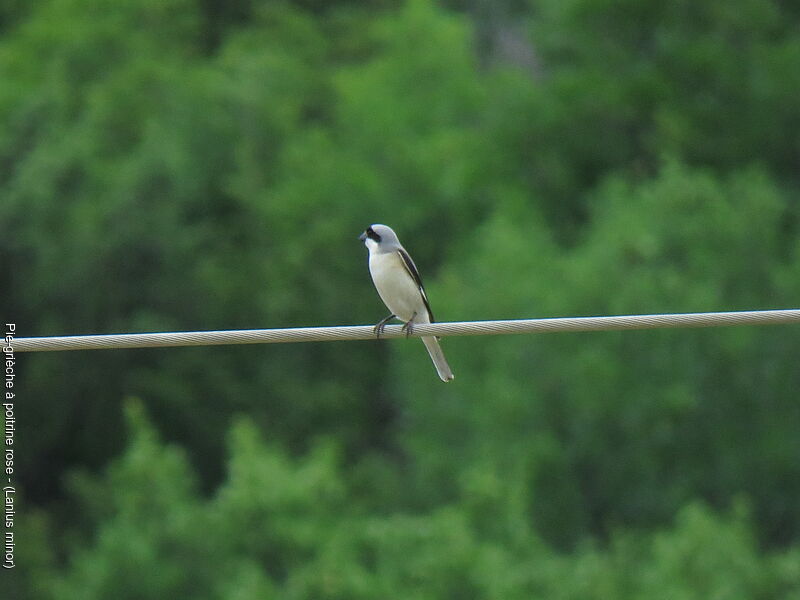 Lesser Grey Shrike