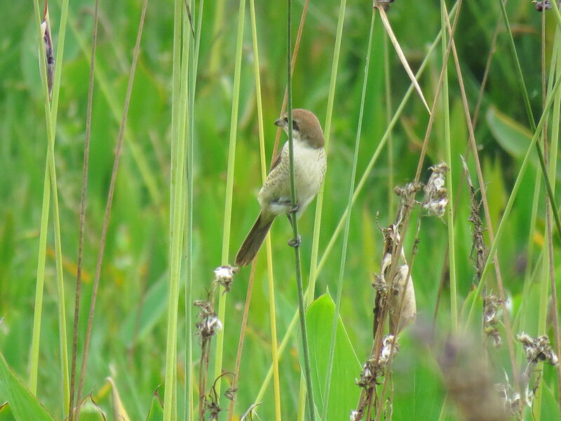 Brown Shrikeimmature