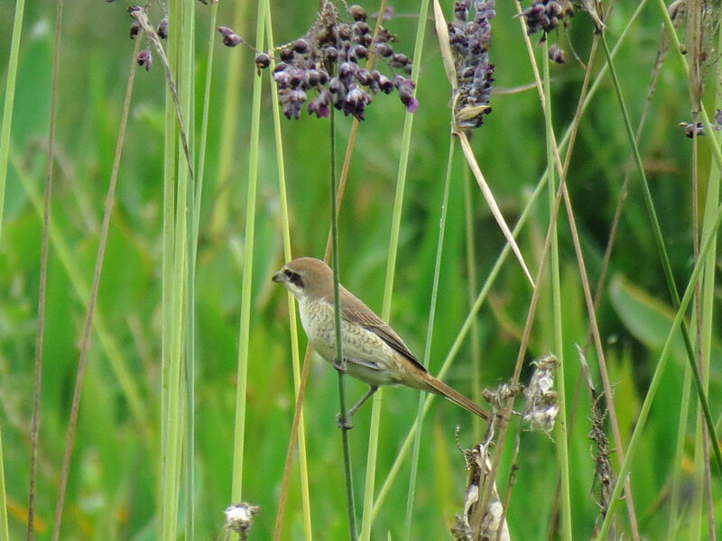 Brown Shrikeimmature