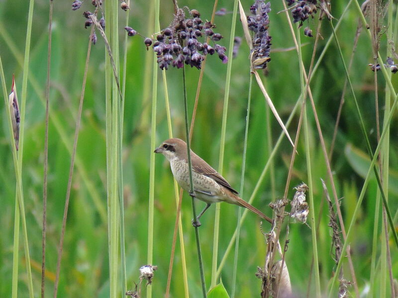 Pie-grièche brune