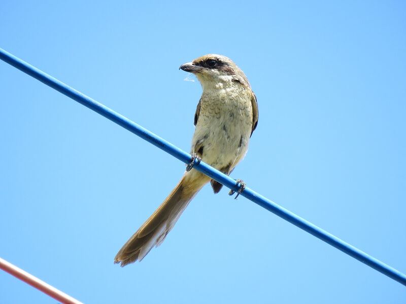 Pie-grièche bruneimmature