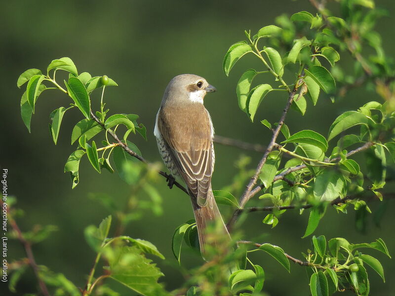 Red-backed Shrike