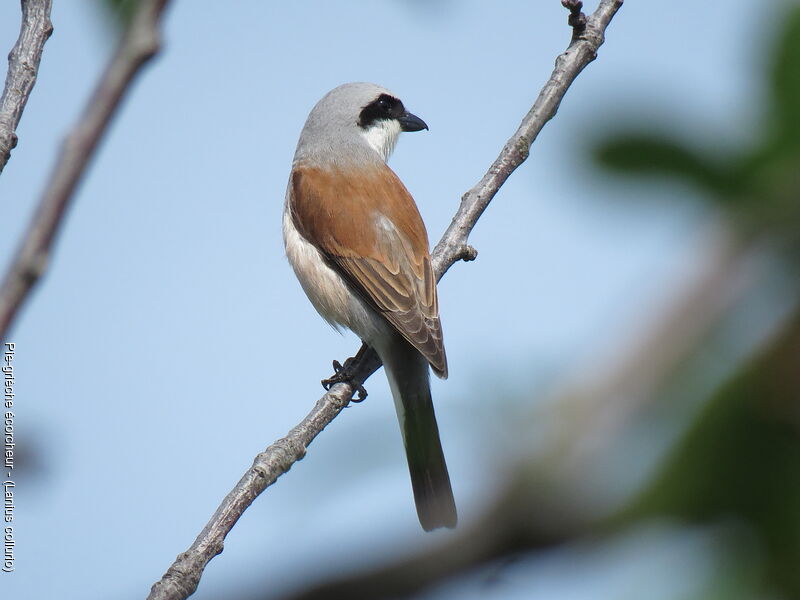 Red-backed Shrike