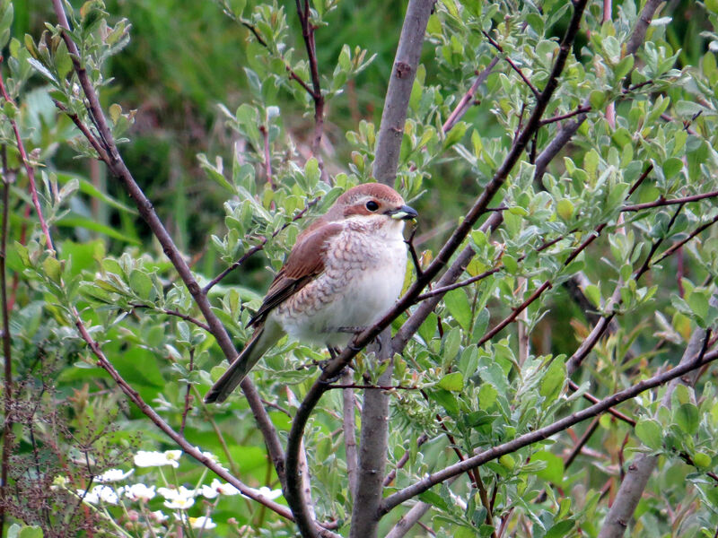 Red-backed Shrike female