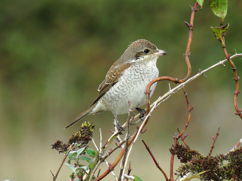 Red-backed Shrikejuvenile