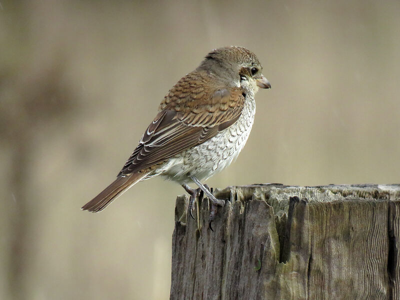 Red-backed Shrike