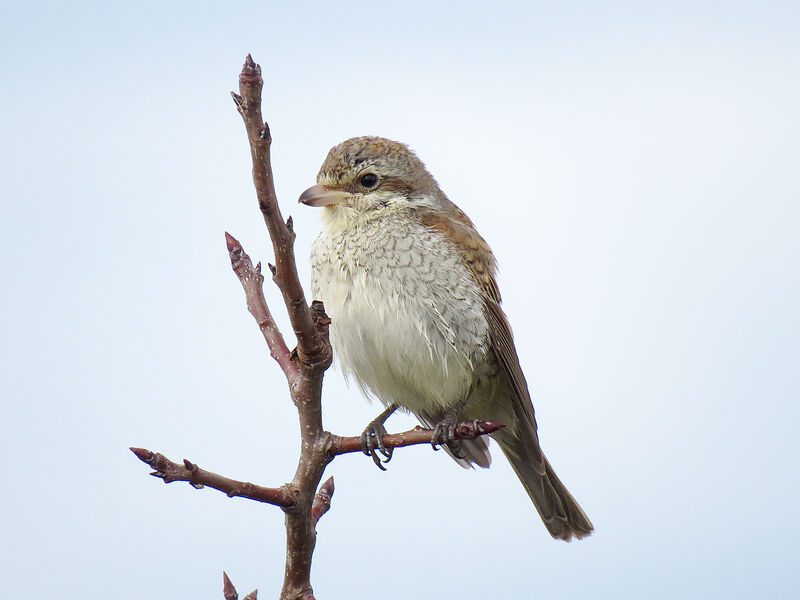 Red-backed Shrike