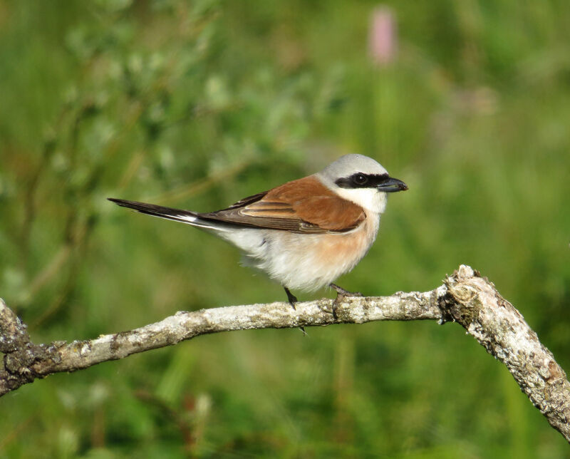 Red-backed Shrike