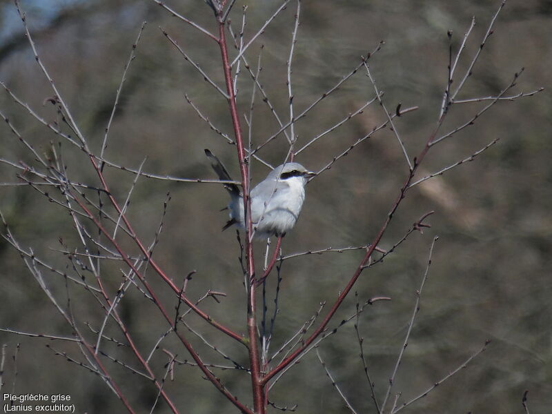 Great Grey Shrike