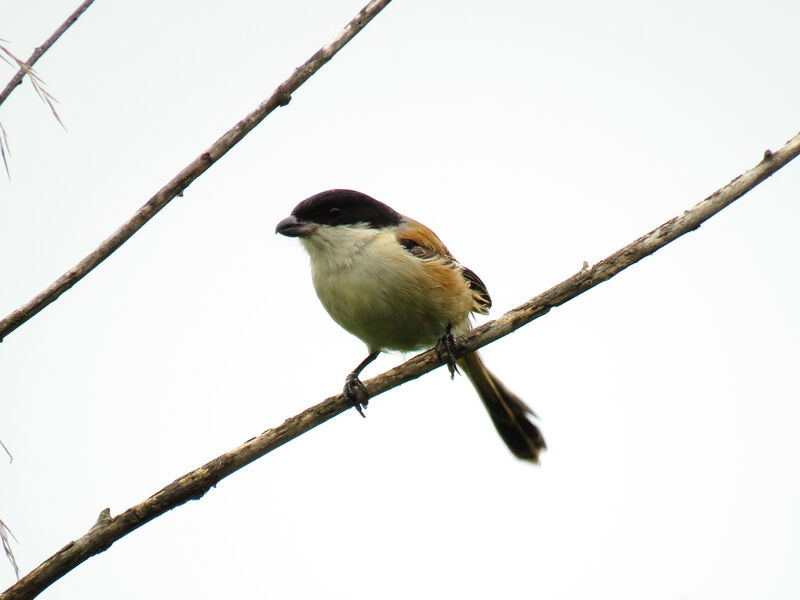 Long-tailed Shrike