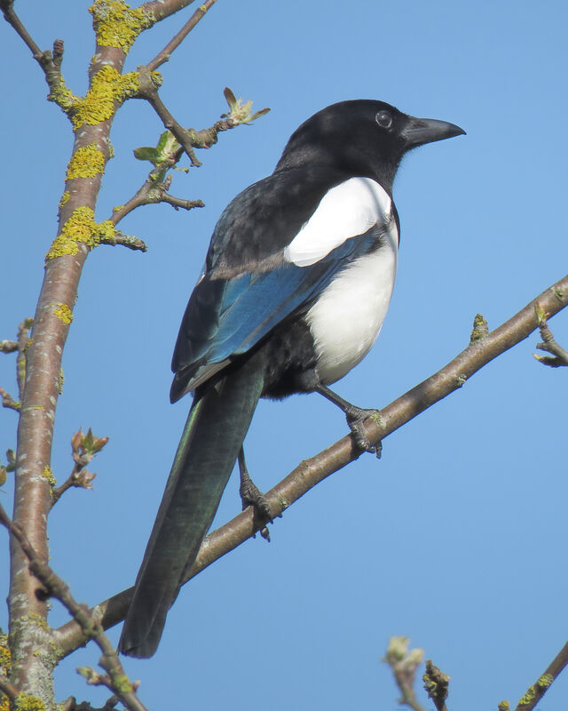 Eurasian Magpie